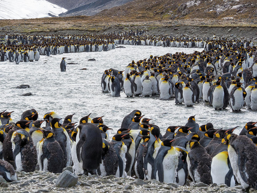 King Penguin Rookery In St Photograph by Martin Zwick - Fine Art America