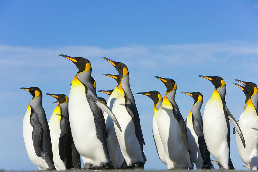King Penguins Aptenodytes Patagonicus Photograph by Eastcott Momatiuk