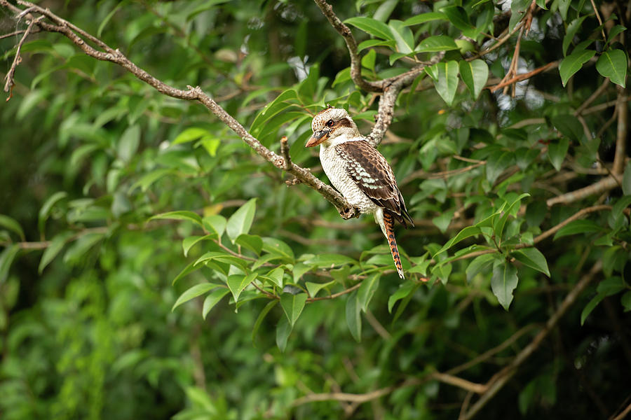 Kookaburra outside during the day. by Rob D Imagery Kookaburra outside during the day. by Rob D Imagery