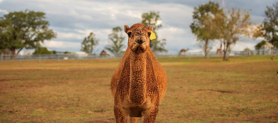 Large beautiful camel by Rob D Imagery Large beautiful camel by Rob D Imagery