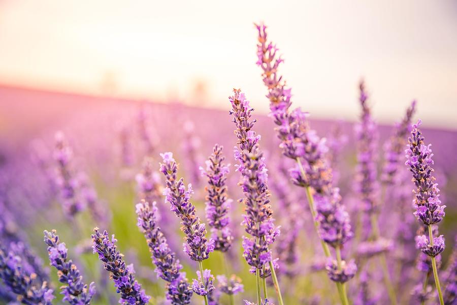 Nature Photograph - Lavender Field In The Summer. Lavender #6 by Levente Bodo