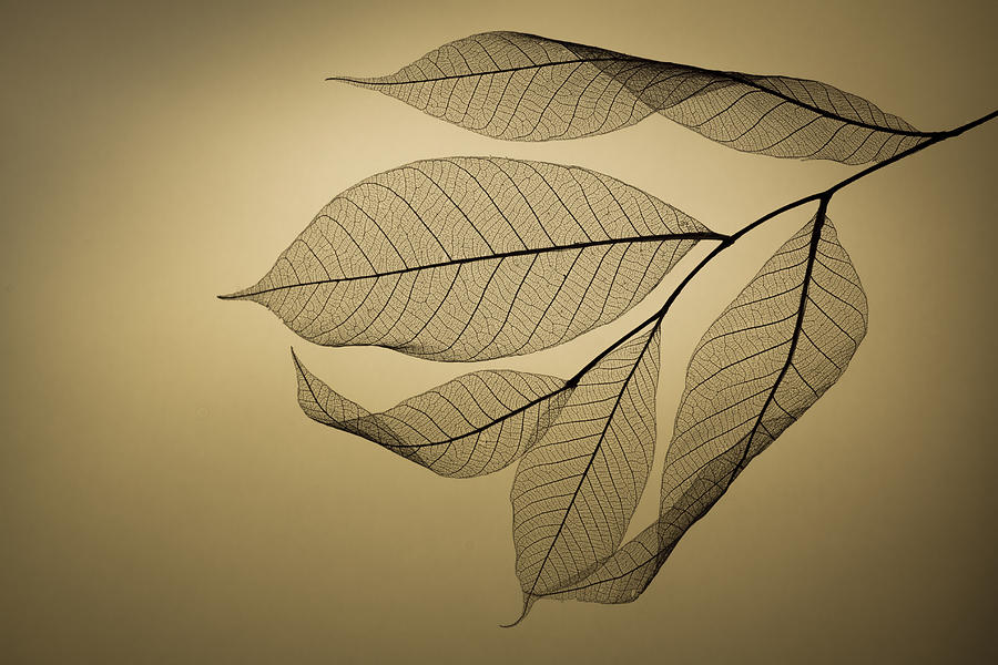 Leaf #6 Photograph by Shihya Kowatari