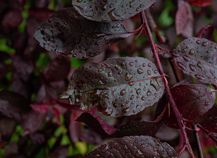 Leaves and Raindrops #6 Photograph by Robert Ullmann