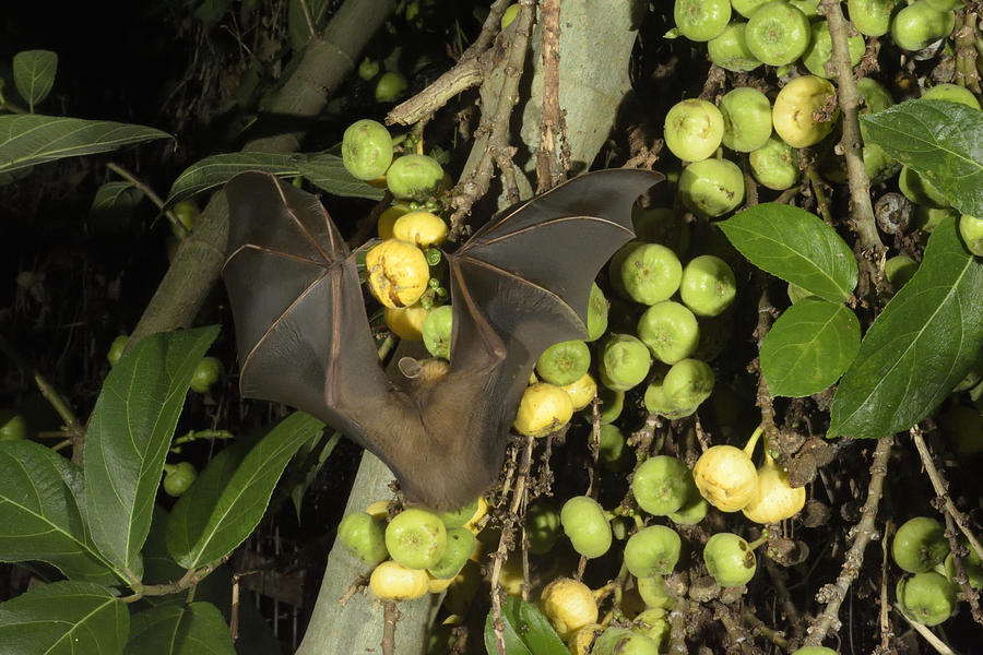 Lesser Short-nosed Fruit Bat, Malaysia #6 Photograph by W.k. Fletcher