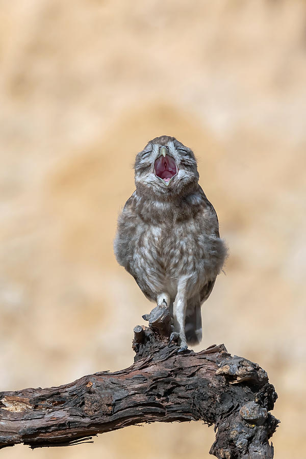 Little Owl #6 Photograph by David Manusevich