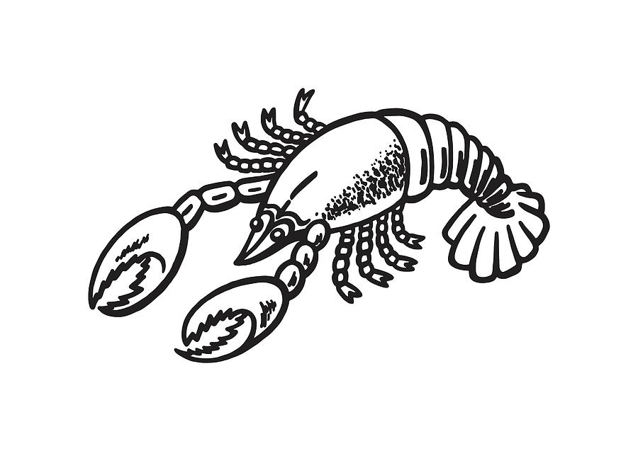 Black And White Drawing - Lobster #6 by CSA Images