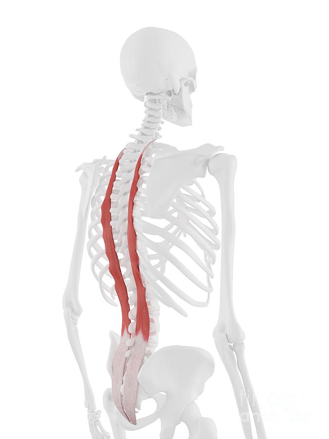 Female Back Muscles #6 by Sebastian Kaulitzki/science Photo Library