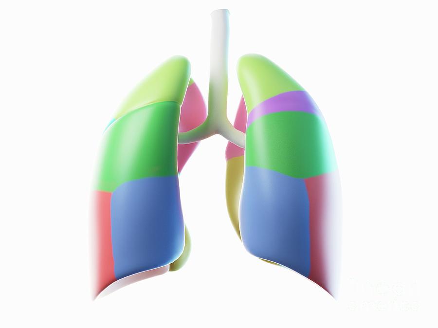 3d Photograph - Lung #6 by Sebastian Kaulitzki/science Photo Library