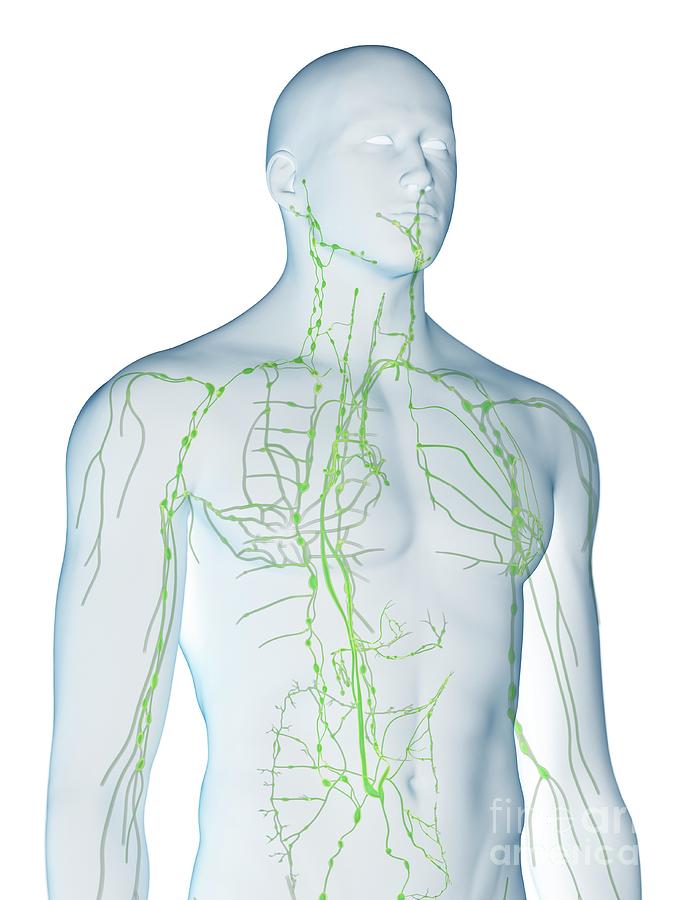 Lymphatic System Photograph by Sebastian Kaulitzki/science Photo ...