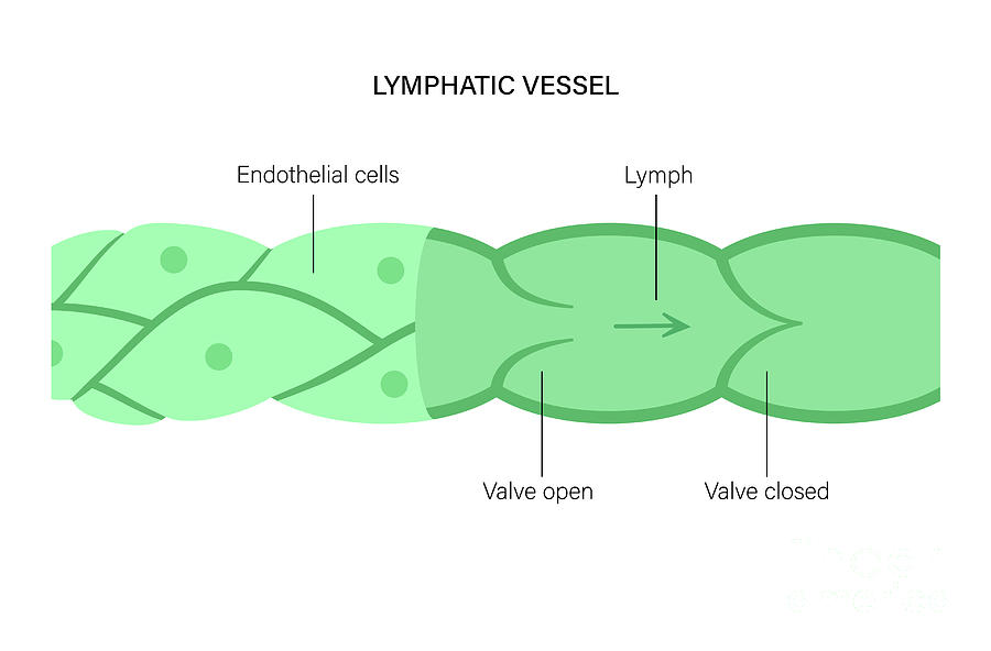 Lymphatic Vessel #6 by Pikovit / Science Photo Library