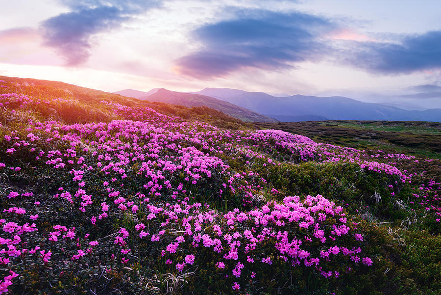 Nature Photograph - Magic Pink Rhododendron Flowers #6 by Ivan Kmit