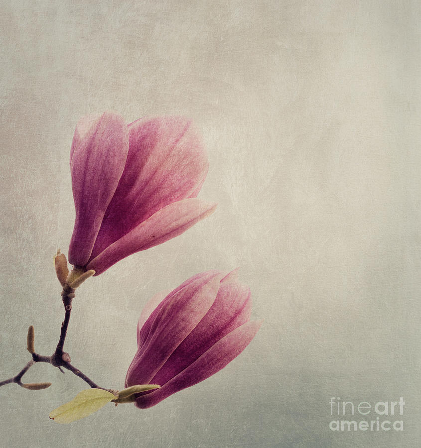 Magnolia by Jelena Jovanovic Magnolia by Jelena Jovanovic