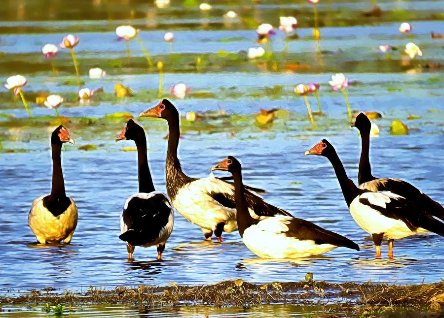 6 Magpie Geese Photograph by Joan Stratton