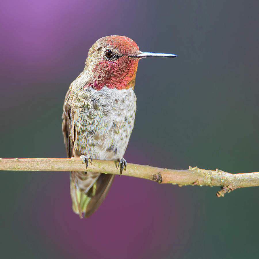 Male Annas Hummingbird Photograph by Briand Sanderson