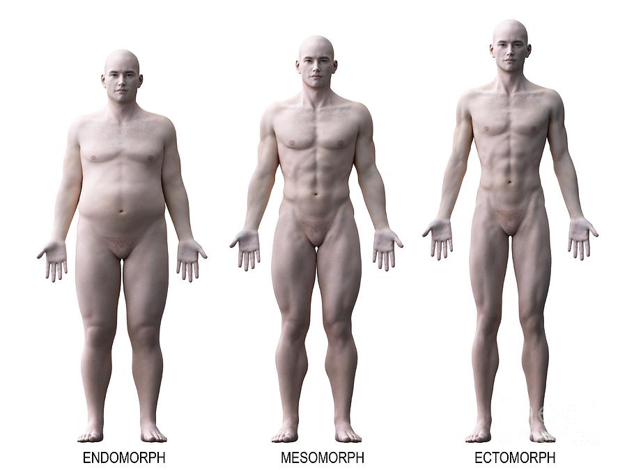 Male endomorph body type, illustration - Stock Image - F038/5716 - Science  Photo Library