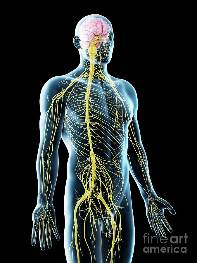 Male Nervous System Photograph By Sebastian Kaulitzki Science Photo 