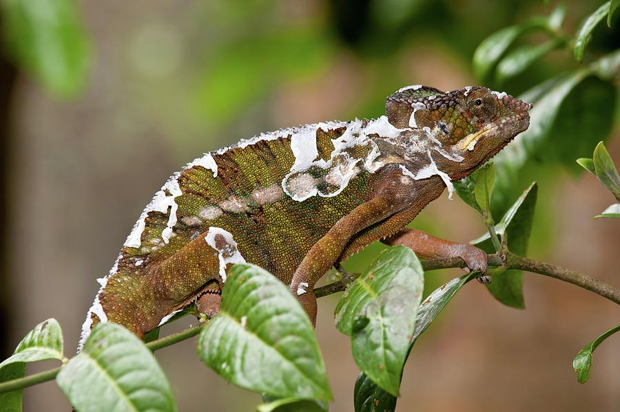 Male Panther Chameleon (furcifer Photograph by Nick Garbutt - Fine Art ...