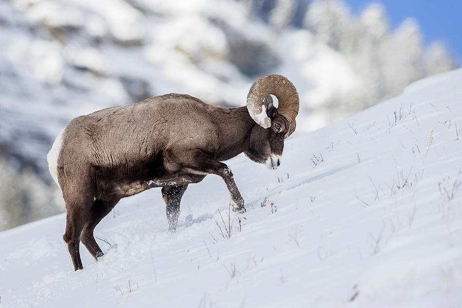 Male (ram) Rocky Mountain Bighorn Sheep Photograph By Nick Garbutt ...