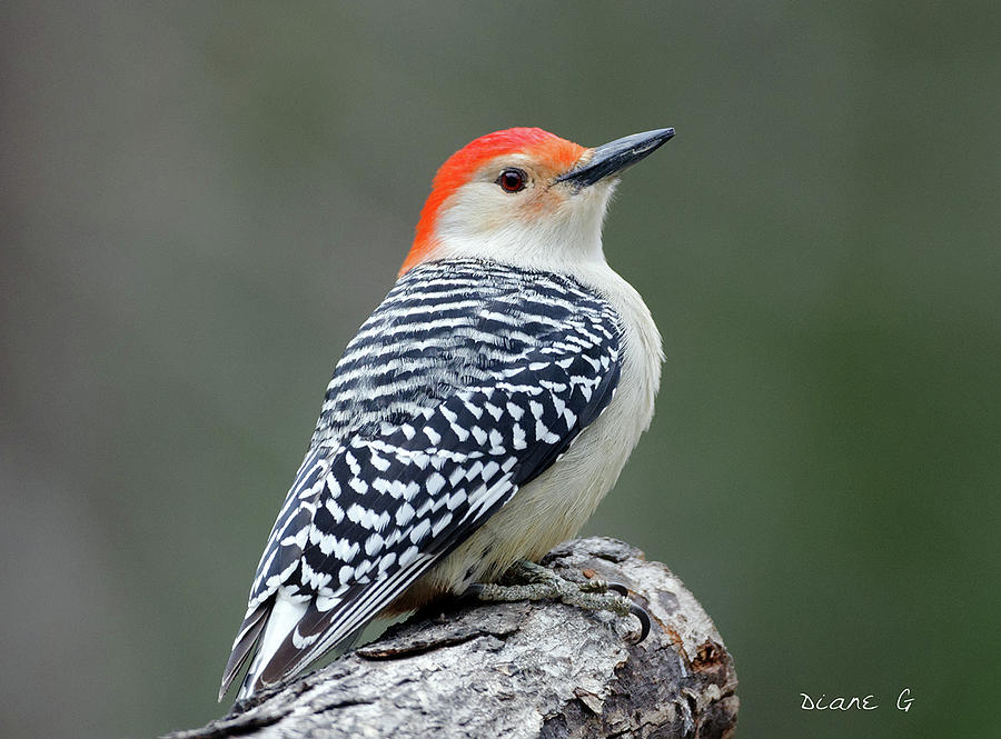 Male Red-bellied Woodpecker #6 Photograph by Diane Giurco
