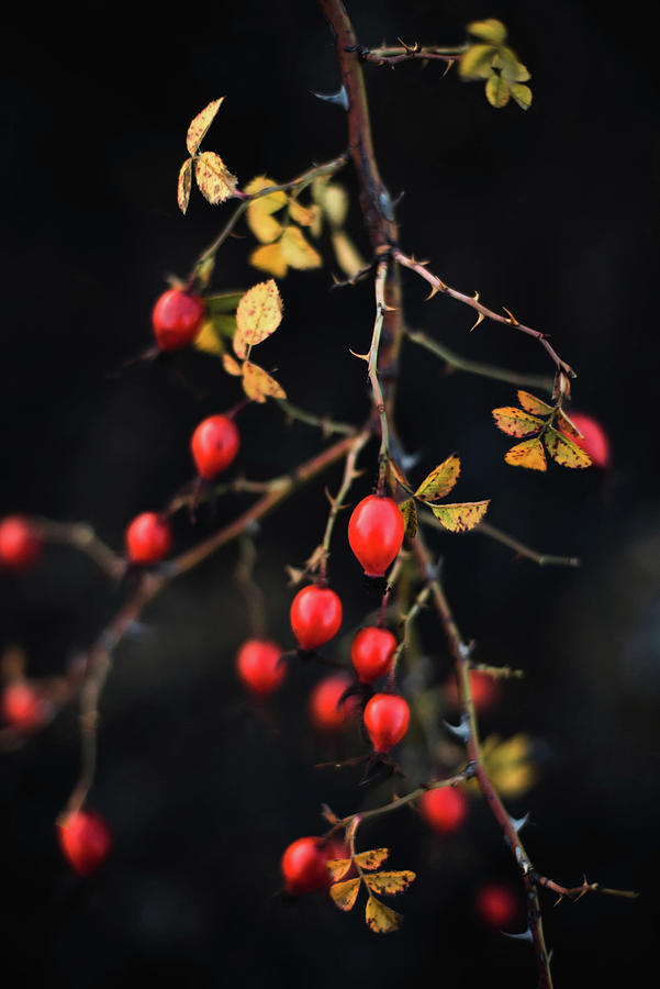 Nature Photograph - Many Red Ripe Berries On Thin Tree Or Bush Branches In Forest #6 by Cavan Images