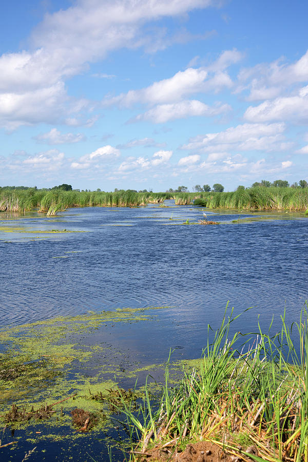 Michigan Wetland Photograph by Linda Kerkau | Fine Art America