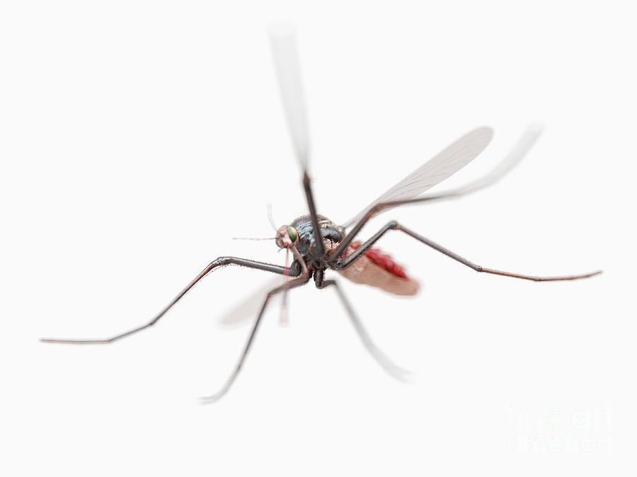 Fever Photograph - Mosquito 6 by Sebastian Kaulitzki/science Photo Library Fever Photograph - Mosquito 6 by Sebastian Kaulitzki/science Photo Library