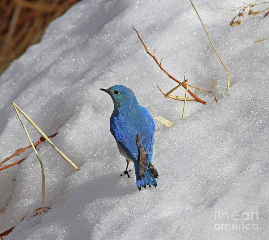 Mountain Bluebird Photograph - Mountain Bluebird by Gary Wing Mountain Bluebird Photograph - Mountain Bluebird by Gary Wing