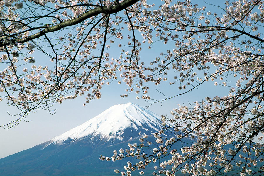 Mt Fuji & Cherry Blossoms #6 by Ooyoo