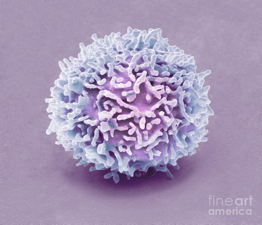 Biological Photograph - Natural Killer Cell #6 by Steve Gschmeissner/science Photo Library