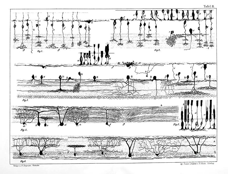 Nerve Structures Of The Retina Photograph By Us National Library Of