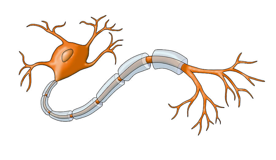 Neuron With Healthy Myelin Sheath #6 Photograph by Monica Schroeder