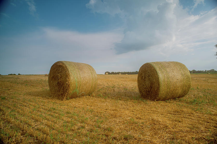 Wheat straw bales 