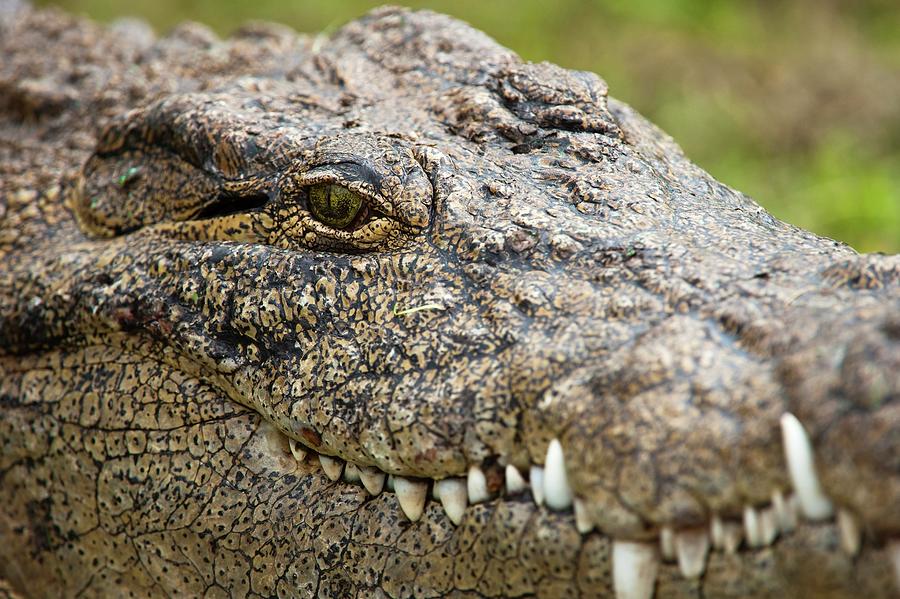 Nile Crocodile (crocodylus Niloticus) Photograph by Roger De La Harpe ...