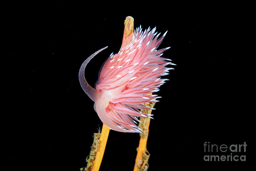 Nature Photograph - Nudibranch Feeding On A Hydroid #6 by Alexander Semenov/science Photo Library