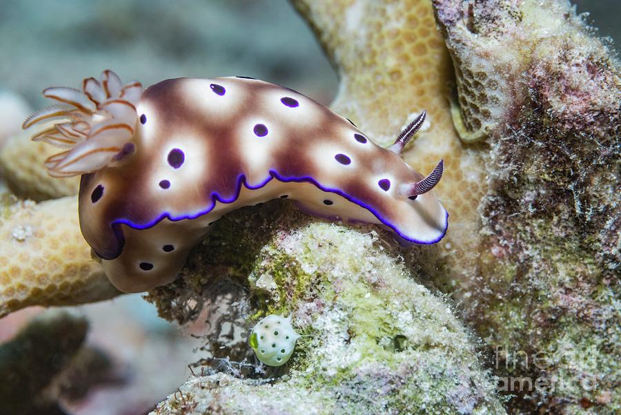Wildlife Photograph - Nudibranch #6 by Georgette Douwma/science Photo Library