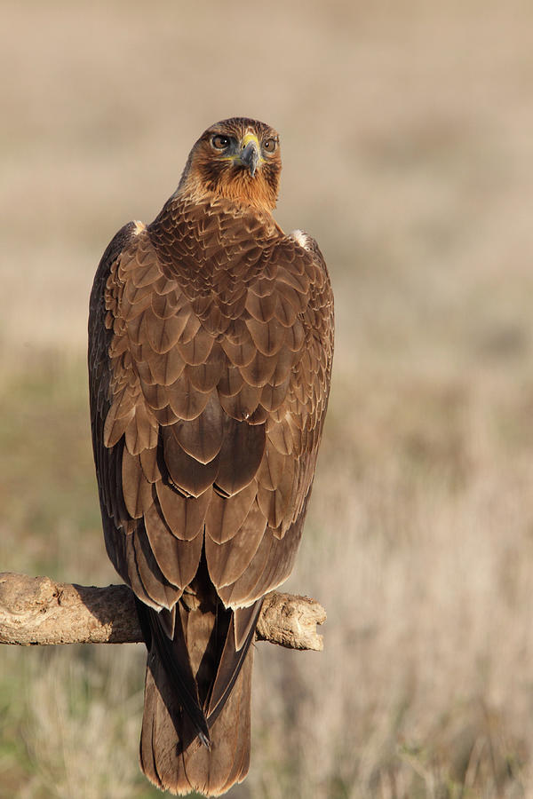Wildlife Photograph - One Years Old Female Of Bonelli´s Eagle, Aquila Fasciata #6 by Cavan Images
