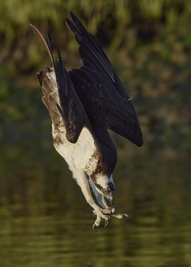 Falcon Photograph - Ospreys Catch Fish #6 by Johnny Chen