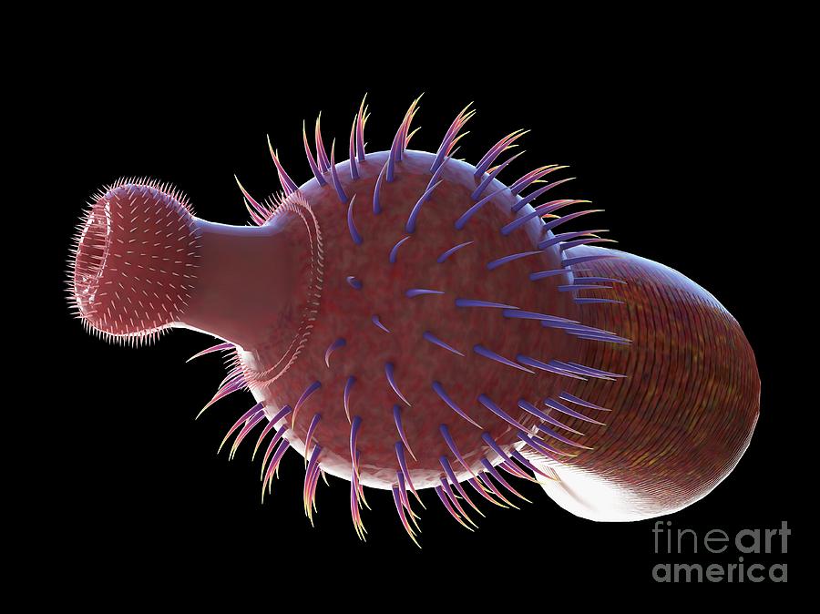 Ottoia Marine Worm Photograph By Sebastian Kaulitzki Science Photo Library