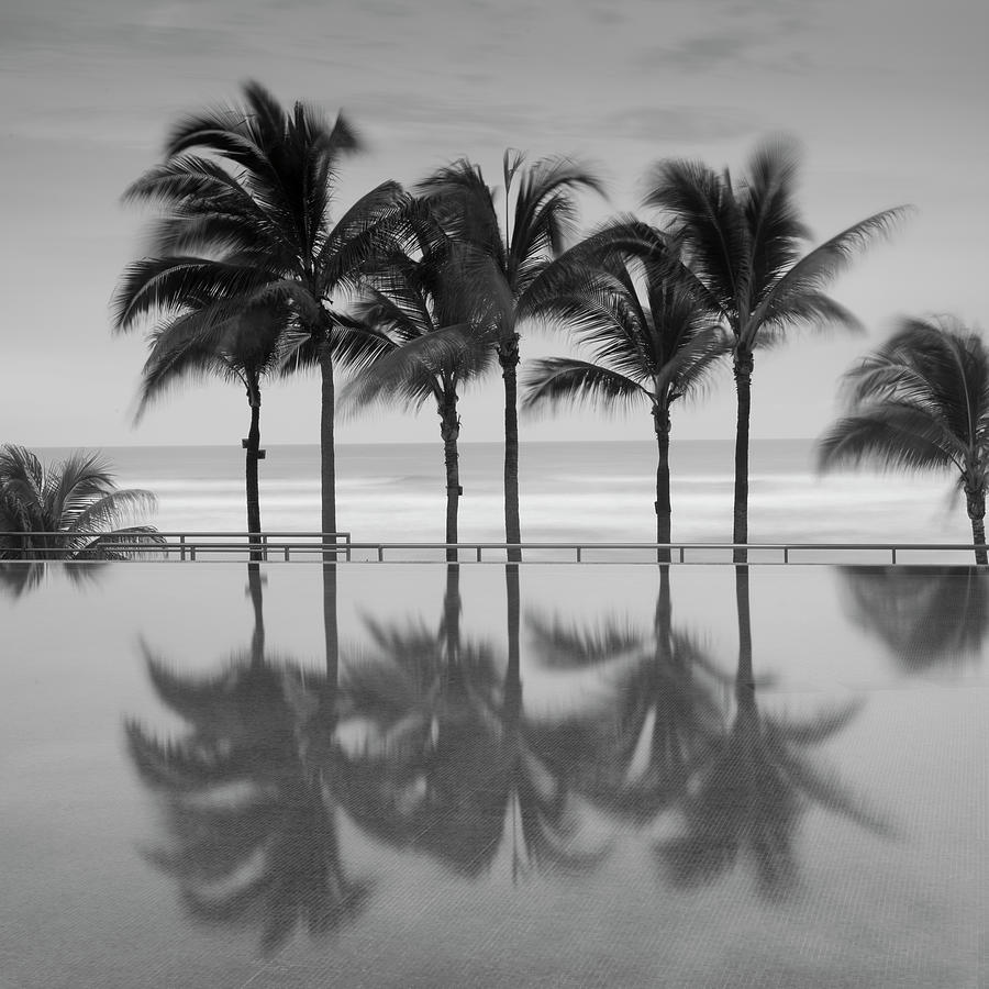 Black And White Photograph - 6 Palmeras by Moises Levy