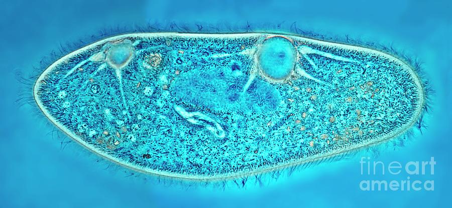 Paramecium Protozoan Photograph By Frank Foxscience Photo Library Pixels 7200