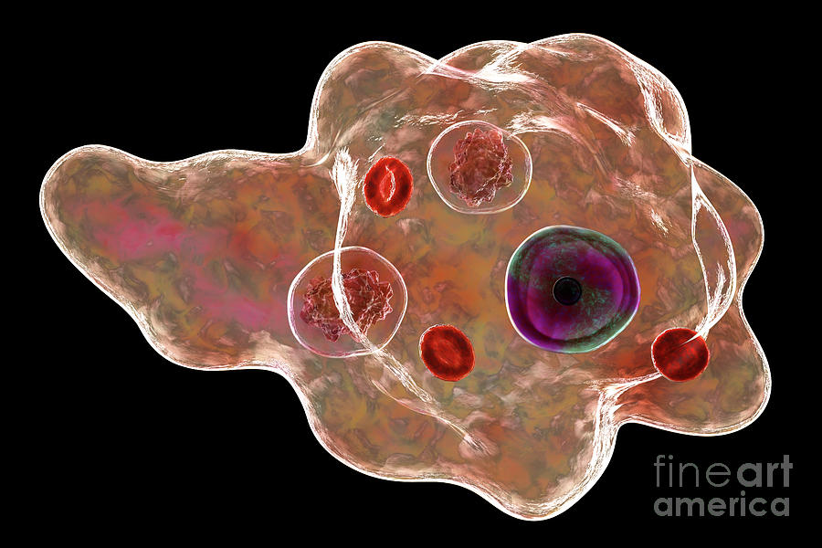 Parasitic Amoeba Photograph by Kateryna Kon/science Photo Library | Pixels