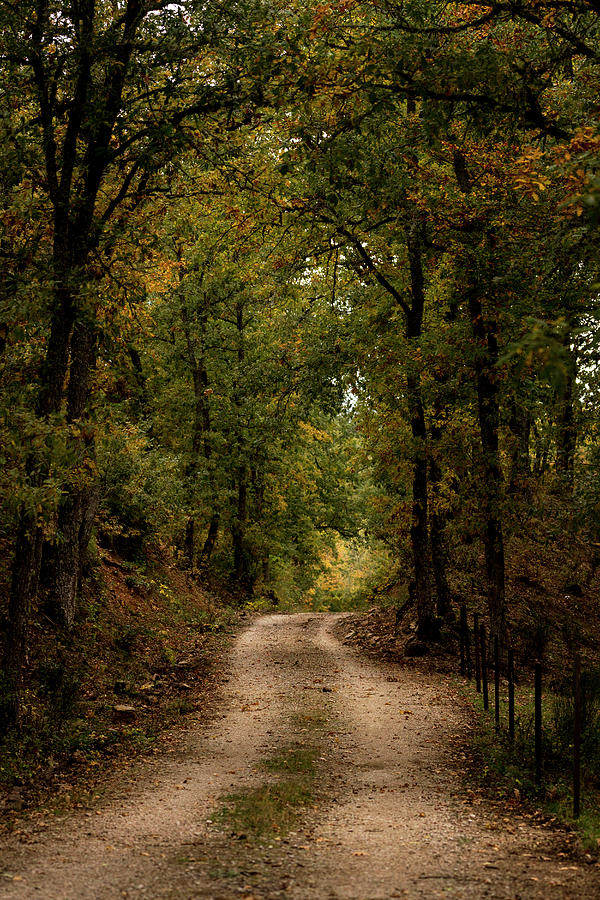 Path Between Forest Trees In Autumn #6 Photograph by Cavan Images