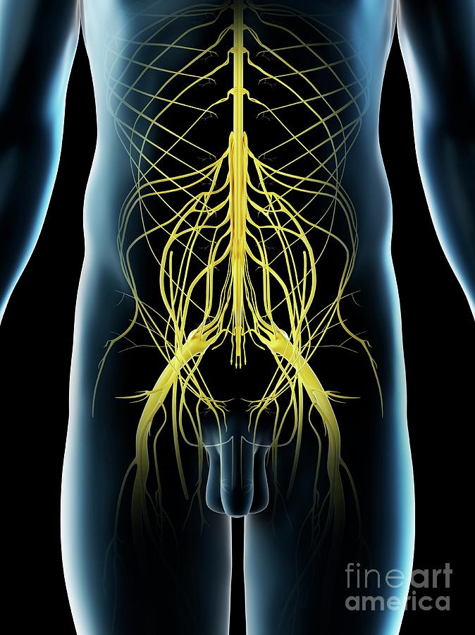 Pelvic Nerves Photograph By Sebastian Kaulitzki Science Photo Library