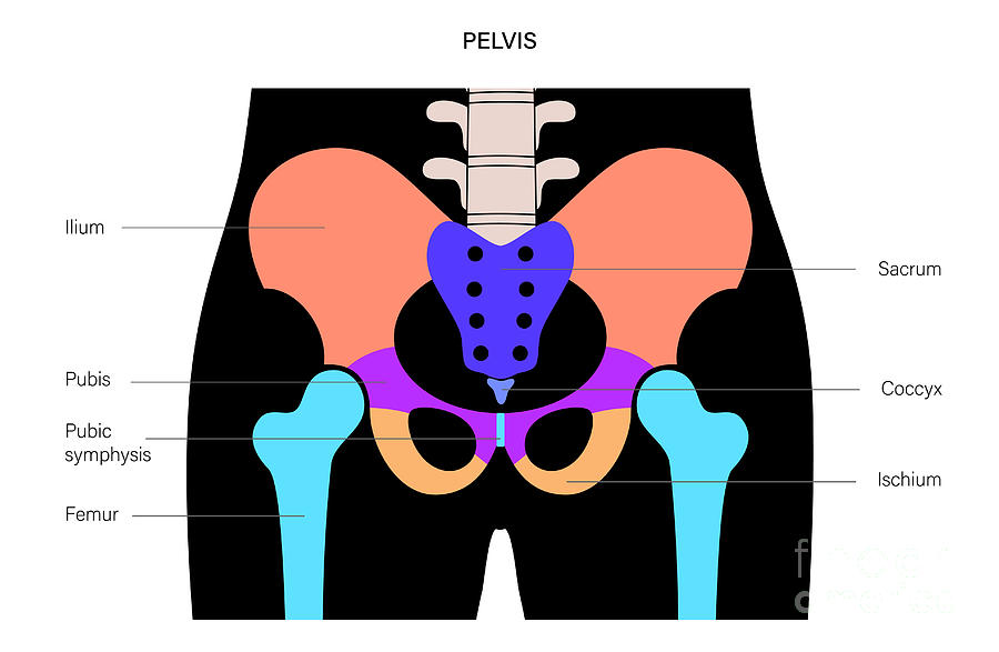 Pelvis Anatomy Photograph by Pikovit / Science Photo Library - Fine Art ...