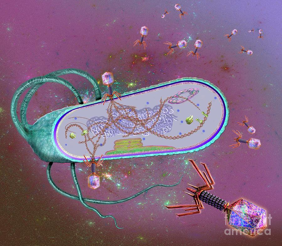 Phages Infecting A Bacterial Cell Photograph by Keith Chambers/science ...