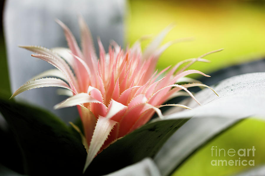 Pink Bromeliad Flower #6 Photograph by Raul Rodriguez