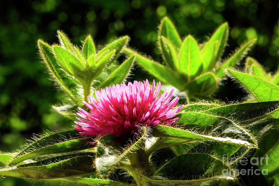 Pink Gomphrena Flower #6 Photograph by Raul Rodriguez