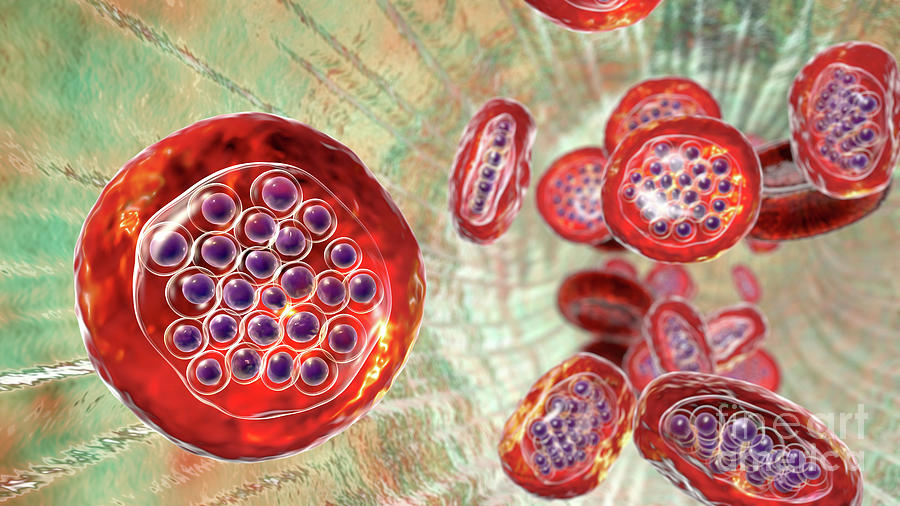 Plasmodium Falciparum Inside Red Blood Cell #6 Photograph by Kateryna Kon/science Photo Library