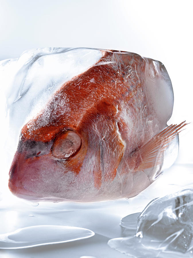 Ice Cream Photograph - Poisson Dans La Glace Fish In Ice #6 by Studio - Photocuisine