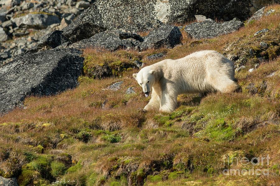 Polar Bear Foraging #6 Photograph by Andy Davies/science Photo Library